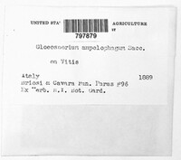Elsinoe ampelina image
